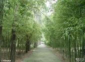 安吉竹子博览园旅游攻略 之 竹林观赏区