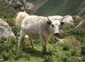 甘肃马牙雪山天池风景区旅游攻略 之 白牦牛