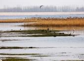河南豫北黄河故道湿地鸟类国家级自然保护区旅游攻略 之 湿地资源