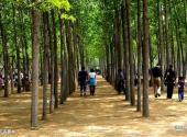 郑州金鹭鸵鸟游乐园旅游攻略 之 千亩槐林