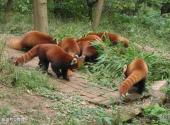 重庆市鳄鱼中心旅游攻略 之 小熊猫与浣熊馆