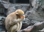 上海野生动物园旅游攻略 之 金丝猴馆