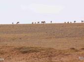 青海可可西里国家级自然保护区旅游攻略 之 藏羚羊
