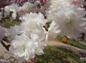 大连英歌石植物园旅游攻略 之 白色桃花