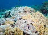 海南三亚珊瑚礁国家级自然保护区旅游攻略 之 珊瑚礁