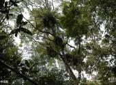 海南吊罗山国家森林公园旅游攻略 之 空中花园