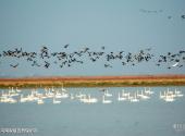 江西鄱阳湖旅游攻略 之 候鸟国家级自然保护区