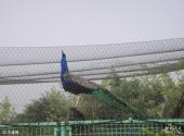上海动物园旅游攻略 之 孔雀苑