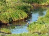 坦桑尼亚塞伦盖蒂国家公园旅游攻略 之 塞伦盖蒂河马池