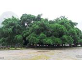 桂林月亮山景区旅游攻略 之 大榕树