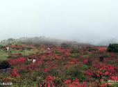 河源桂山风景区旅游攻略 之 桂山杜鹃