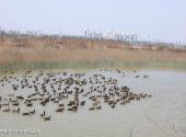 天津名洋湖都市庄园旅游攻略 之 野鸭子纯天然养殖基地