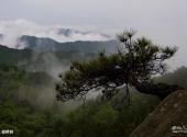浠水三角山国家森林公园旅游攻略 之 梭椤树