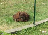 南京红山森林动物园旅游攻略 之 红毛猩猩