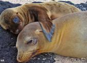 厄瓜多尔加拉帕戈斯群岛旅游攻略 之 海狮