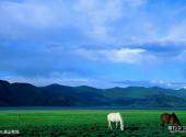 西藏羊卓雍措湖旅游攻略 之 高山牧场