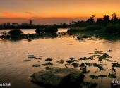 广州海珠湿地公园旅游攻略 之 金色池塘