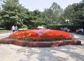 北京皇城根遗址公园旅游攻略 之 花坛