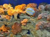 博鳌海洋馆旅游攻略 之 珊瑚海区