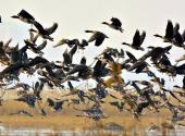 泰来泰湖国家湿地公园旅游攻略 之 鸟类