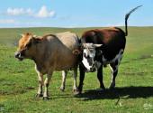 新疆喀拉峻草原旅游攻略 之 牛儿