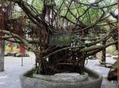 兴隆南国热带雨林游览区旅游攻略 之 许愿树