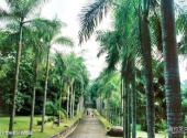 海南大学校园风光 之 儋州校区植物园