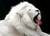 上海野生动物园旅游攻略 之 白狮馆