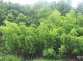 怀化钟坡风景区旅游攻略 之 森林
