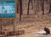 徐州泉山森林公园旅游攻略 之 猕猴观赏区
