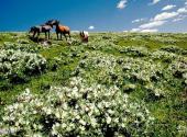 宁武管涔山国家森林公园旅游攻略 之 骆驼石峰