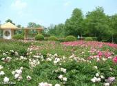 锦州世界园林博览会旅游攻略 之 牡丹芍药园