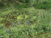 下渚湖国家湿地公园旅游攻略 之 湿地植物
