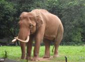 云南南滚河国家级自然保护区旅游攻略 之 亚洲象