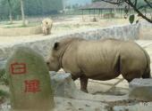 重庆野生动物世界旅游攻略 之 犀牛馆