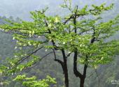 重庆大巴山国家级自然保护区旅游攻略 之 珙桐