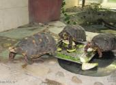 重庆市鳄鱼中心旅游攻略 之 两栖爬行动物馆