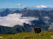 四川雅安牛背山旅游攻略 之 高原牧场