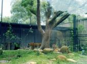 上海动物园旅游攻略 之 猛兽生态园