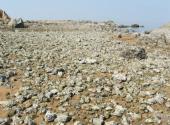 天津古海岸与湿地国家级自然保护区旅游攻略 之 牡蛎礁