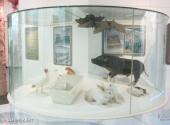 北京国家动物博物馆旅游攻略 之 动物多样性与进化展厅