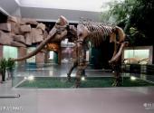甘肃省博物馆旅游攻略 之 甘肃古生物化石