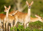 海南大田国家级自然保护区旅游攻略 之 动物资源