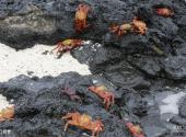 厄瓜多尔加拉帕戈斯群岛旅游攻略 之 红螃蟹