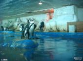 北京太平洋汉海海底世界旅游攻略 之 企鹅馆