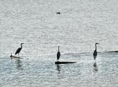 玉环漩门湾国家湿地公园旅游攻略 之 水鸟