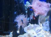 大连圣亚海洋世界旅游攻略 之 珊瑚礁生物展示区