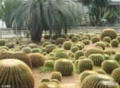 天津热带植物观光园旅游攻略 之 沙生区
