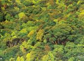 广东象头山国家级自然保护区旅游攻略 之 森林