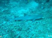 马来西亚西巴丹岛旅游攻略 之 鲨鱼